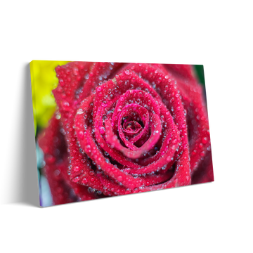 RED ROSE